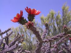 cholla, species