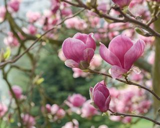 Magnolia × soulangeana 'Rustica Rubra'