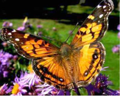 Butterflies to Hitch Orbital Ride on Space Shuttle