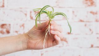 A spider plant 'pup' which has been detatched