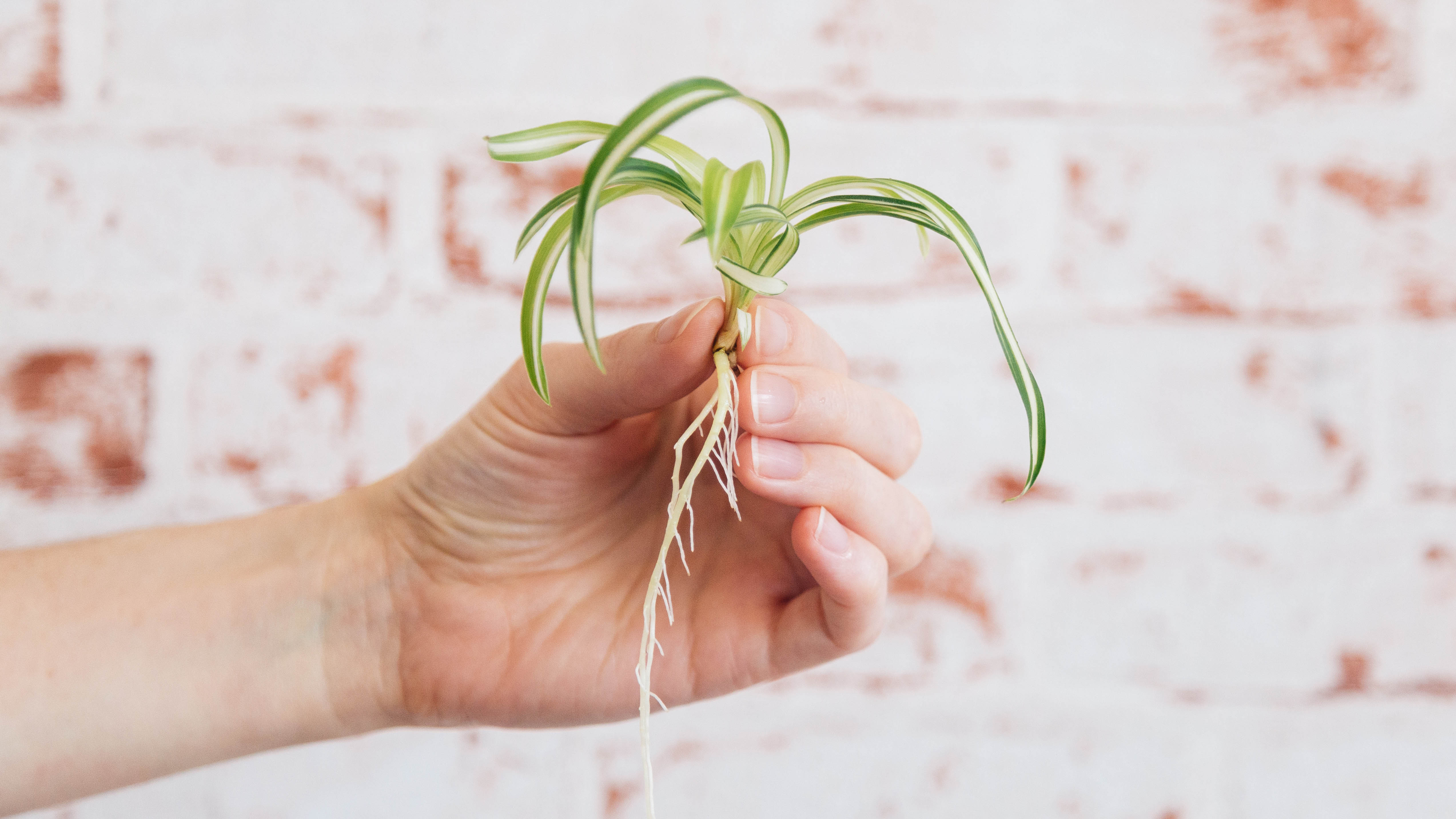 Um 'filhote' de planta de aranha que foi destacado