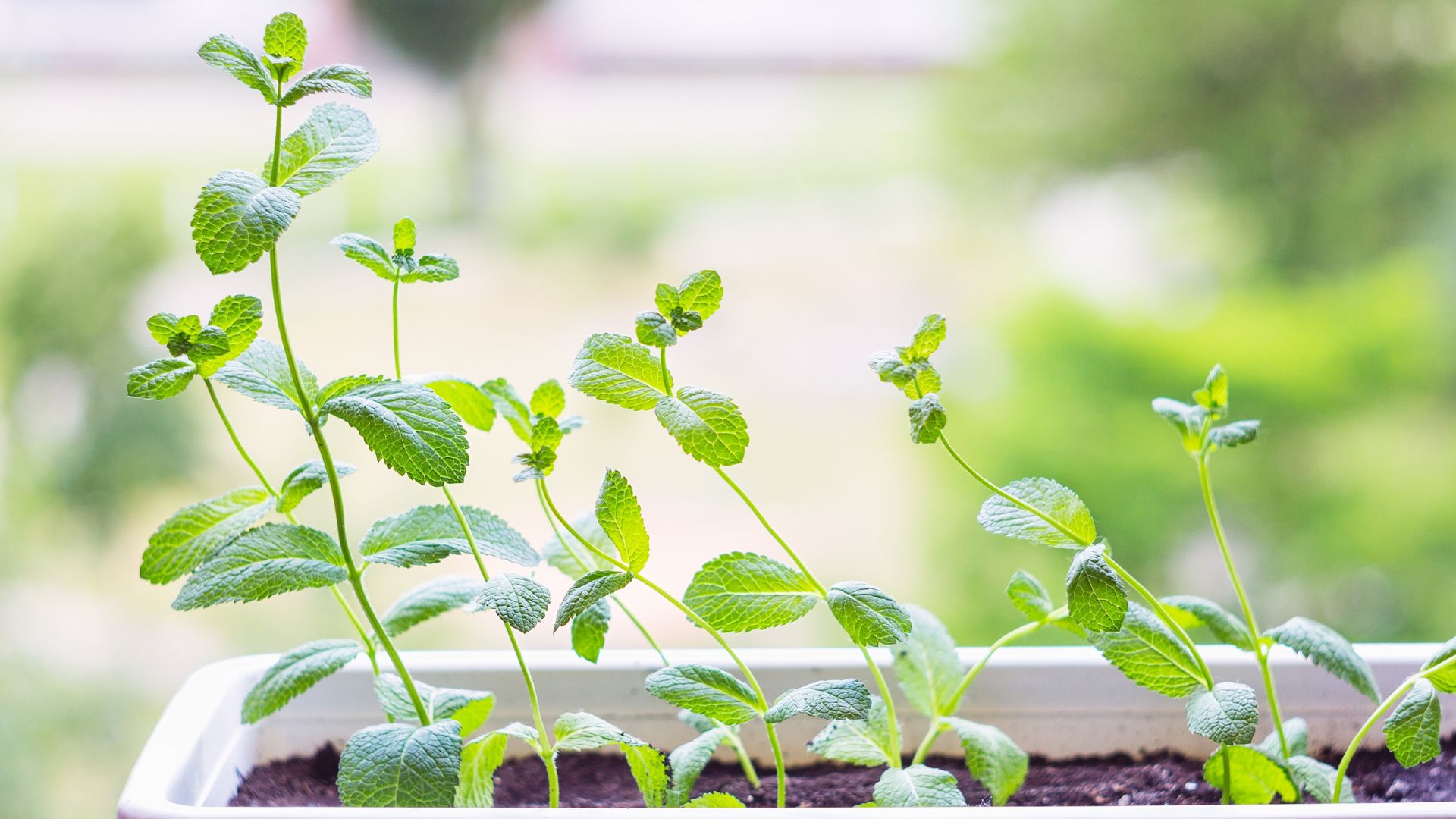 picture of mint growing in pot