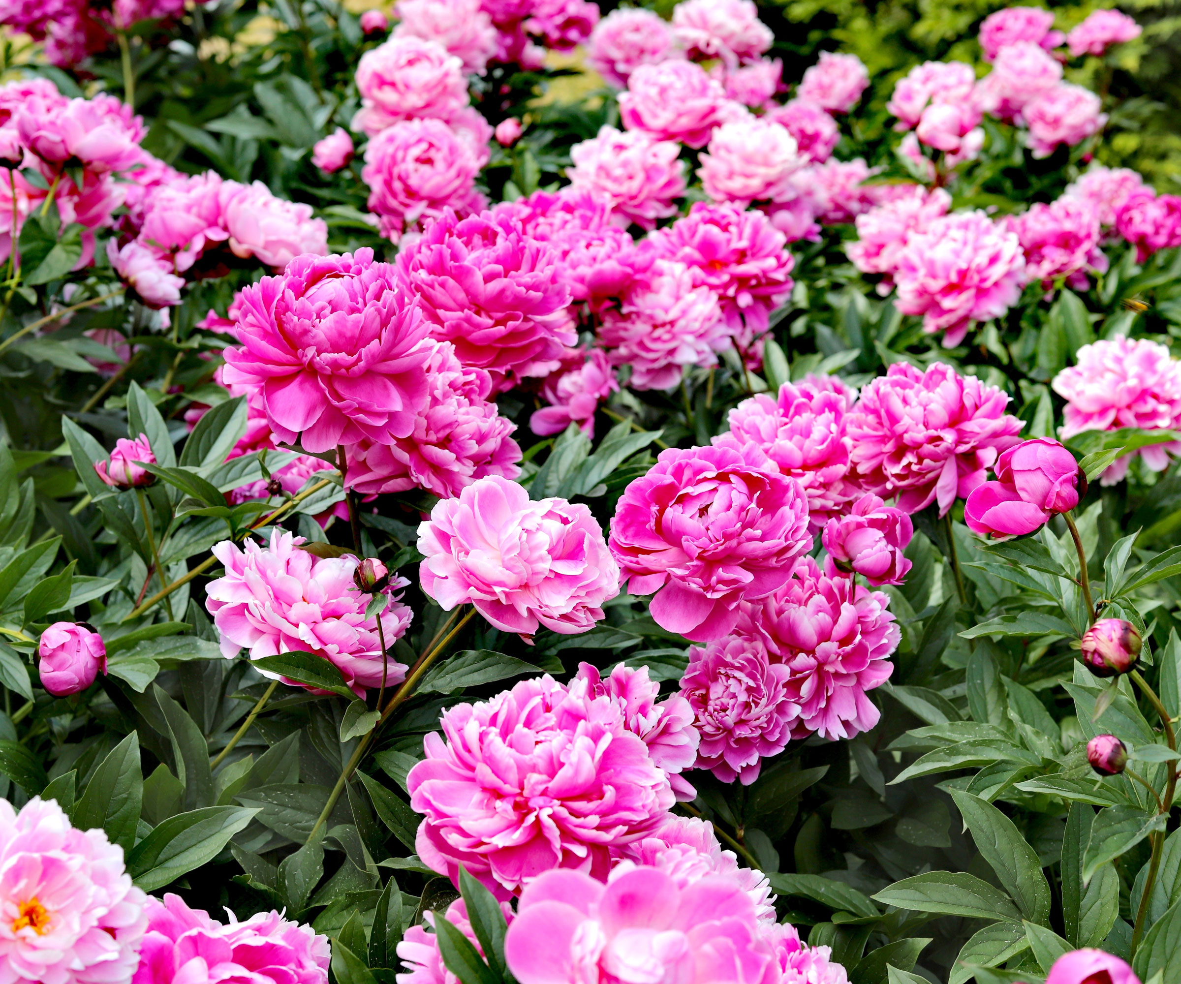 fluffy pink peonies in mass planting in garden