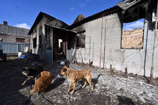 How to help animals in Ukraine—Stray dogs gather at the ruin of a deserted home, damaged by Russian shelling, near the frontline village of Horenka, north of Kyiv, on March 10, 2022, 15 days after Russia launched a military invasion on Ukraine. - Many of the damaged homes are deserted, with listless dogs and cats wandering among the broken glass, begging food from strangers and nosing at the frozen water in their bowls.