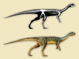 Chilesaurus diegosuarezi has characteristics of three different dinosaur groups. Its pubic bone points backward like that of an ornithischian dinosaur, perhaps because it provided the gut more surface area with which to digest plant matter.