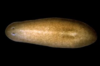 Planarians are worms that can re-form from tiny segments.