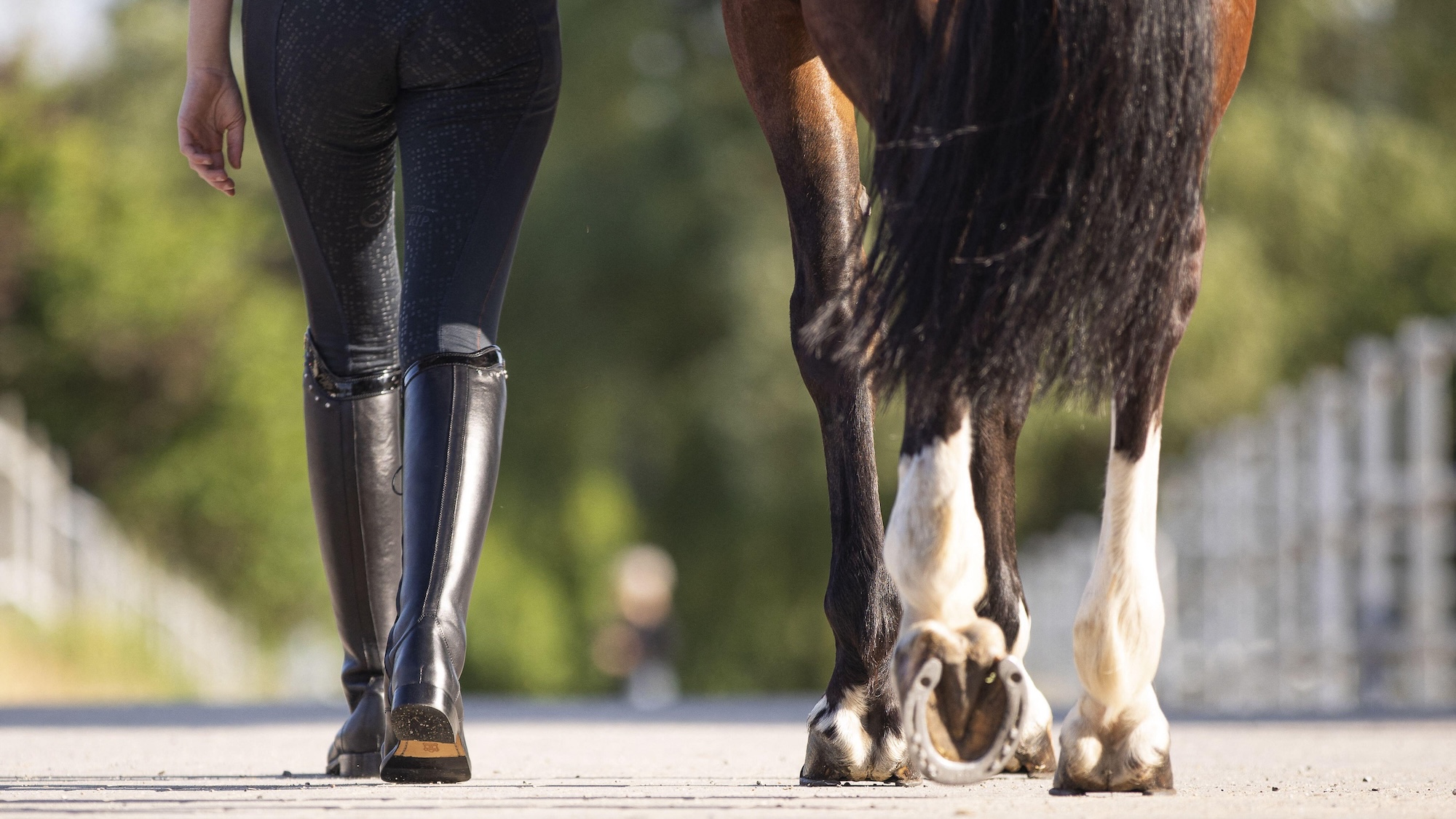 A close-up of a rider's legs, as she leads a horse away