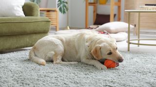 Dog on carpet 