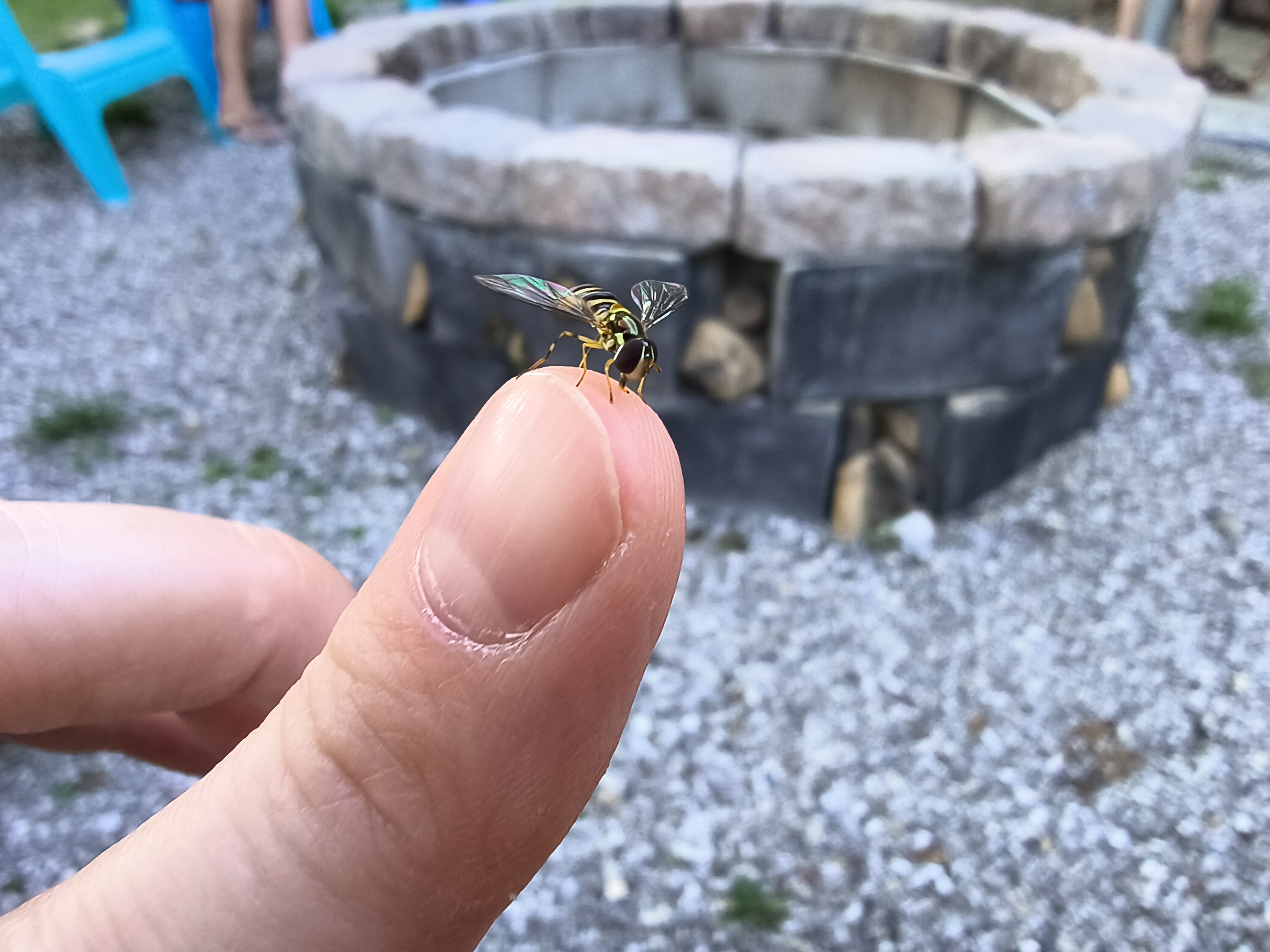 A macro mode camera sample of a beefly from the Motorola Edge 2025