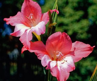 Pink open flowers of Gladiolus 'Charm'