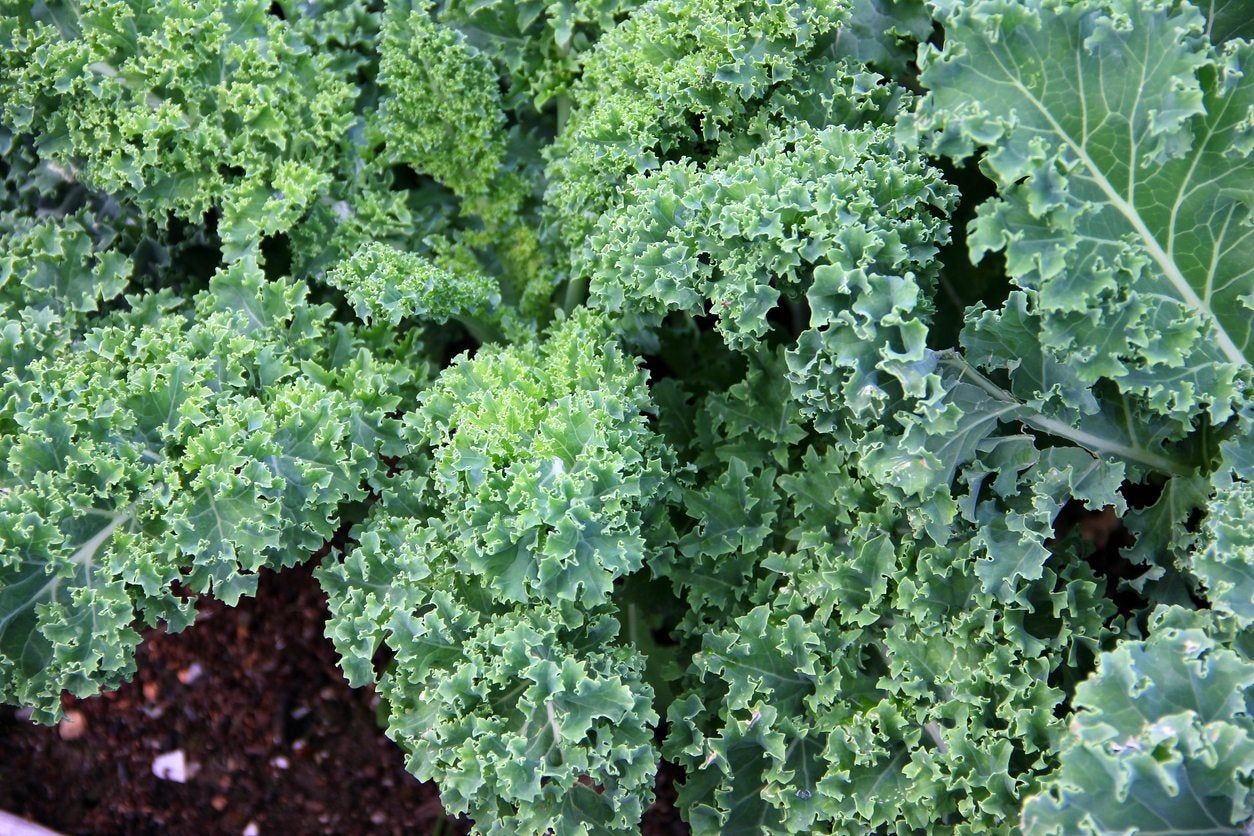 Kale Plants In The Garden