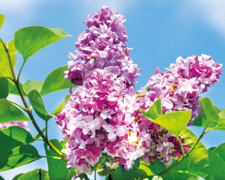 Flowers of lilac Katherine Havemeyer against a blue sky