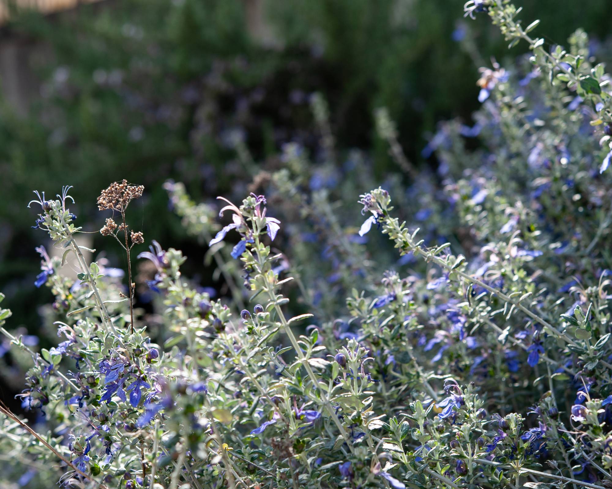 Purple flowers on germander
