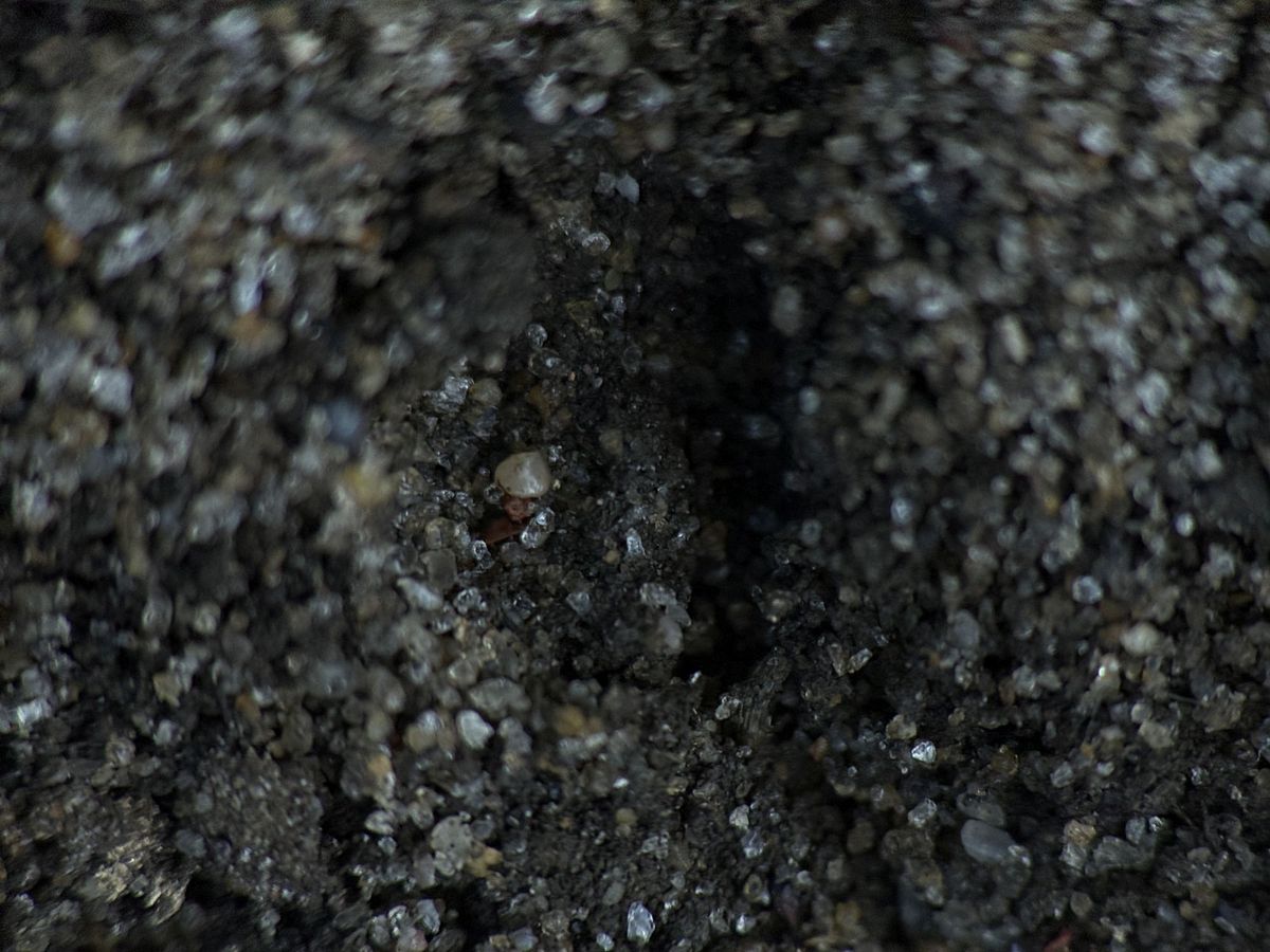 Shiftcam 240mm Super Zoom Tele macro sample.