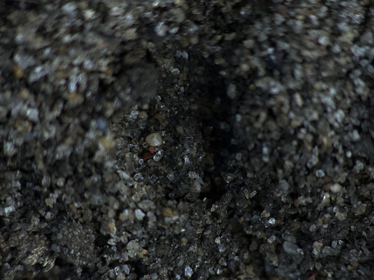 Shiftcam 240mm Super Zoom Tele macro sample.
