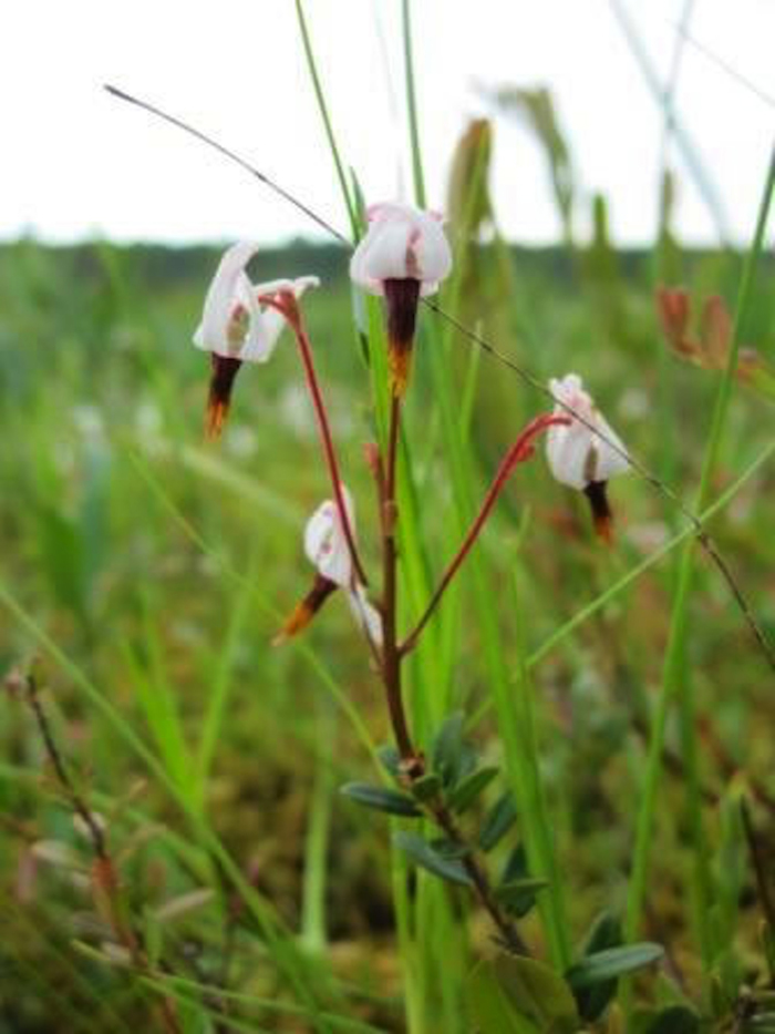crane berry evolved into cranberry
