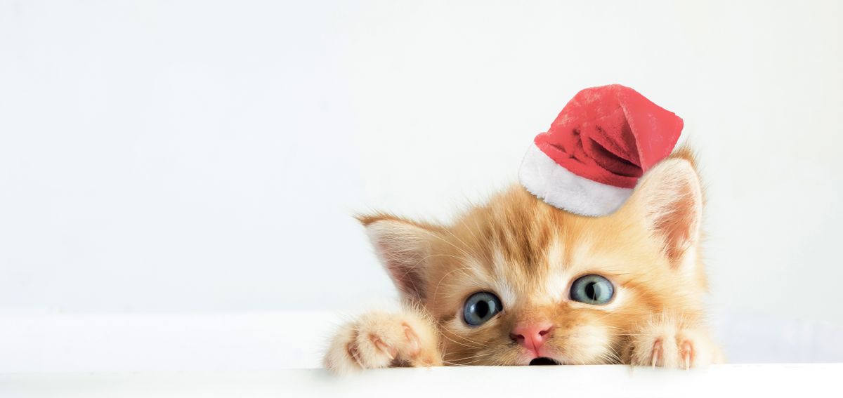 Kitten with santa hat