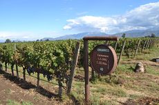 Carmenere vines Alto de Piedras