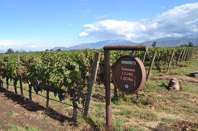 Carmenere vines Alto de Piedras