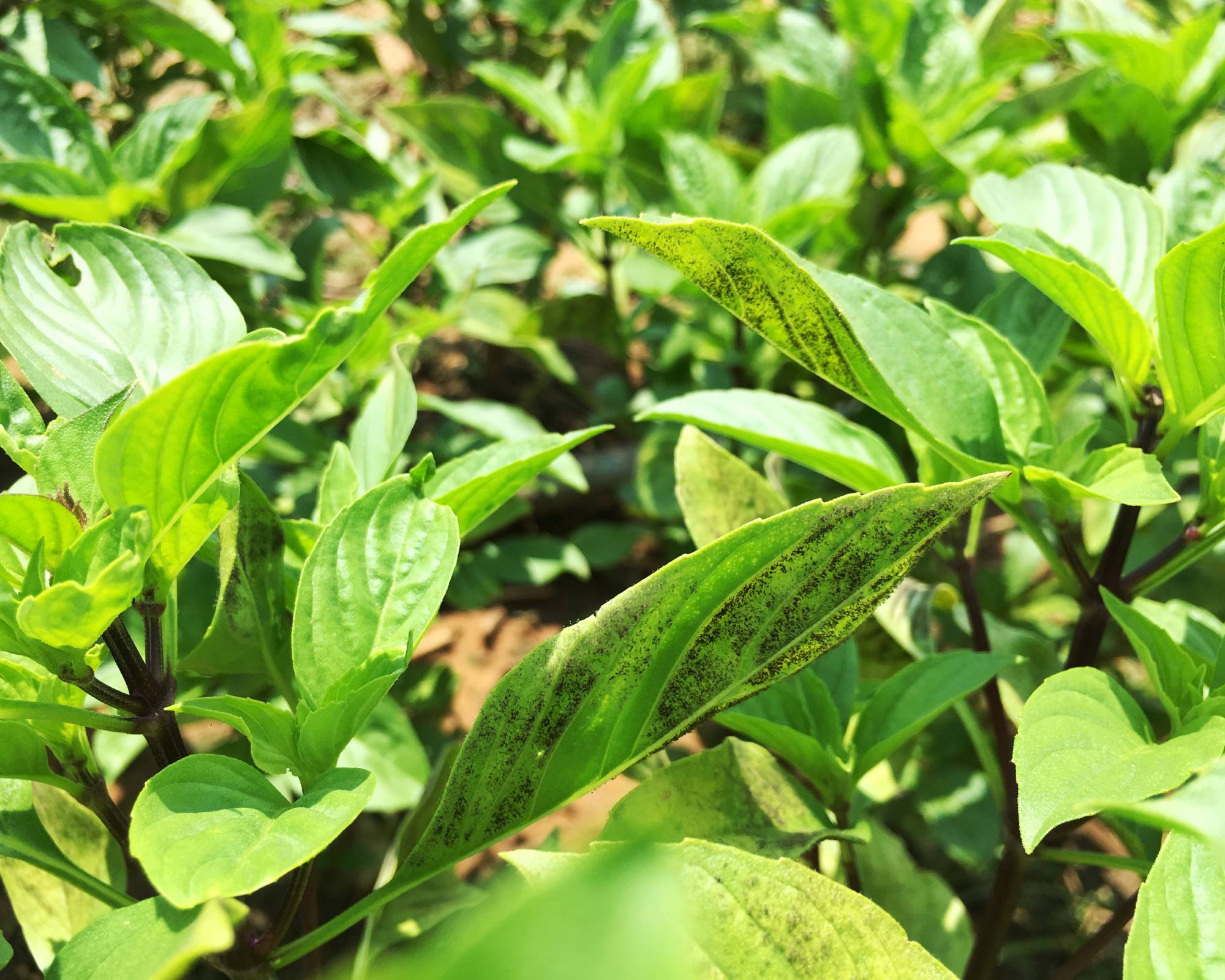 Basil downy mildew on leaves of basil plant