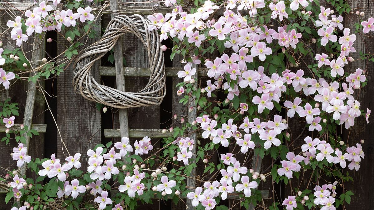 Clematis montan &#039;Rubens&#039; on a trellis with a willow heart