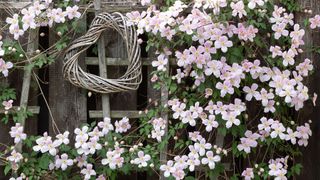 Clematis montan 'Rubens' on a trellis with a willow heart