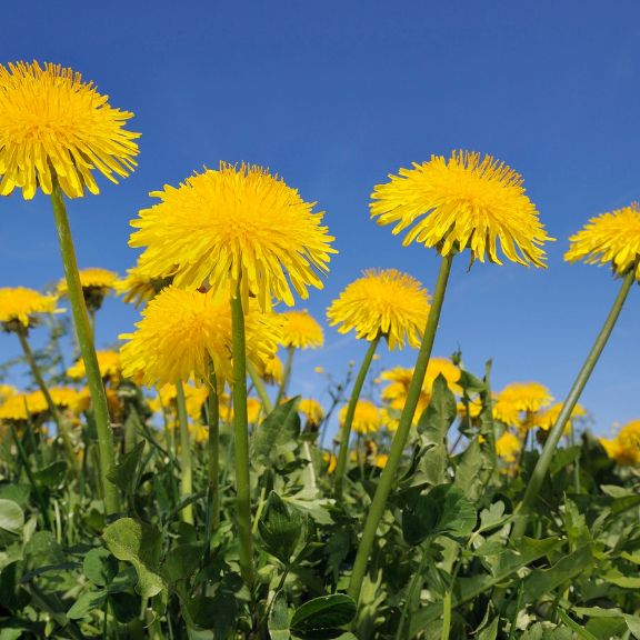 Dandelion Plant History And Facts | Gardening Know How