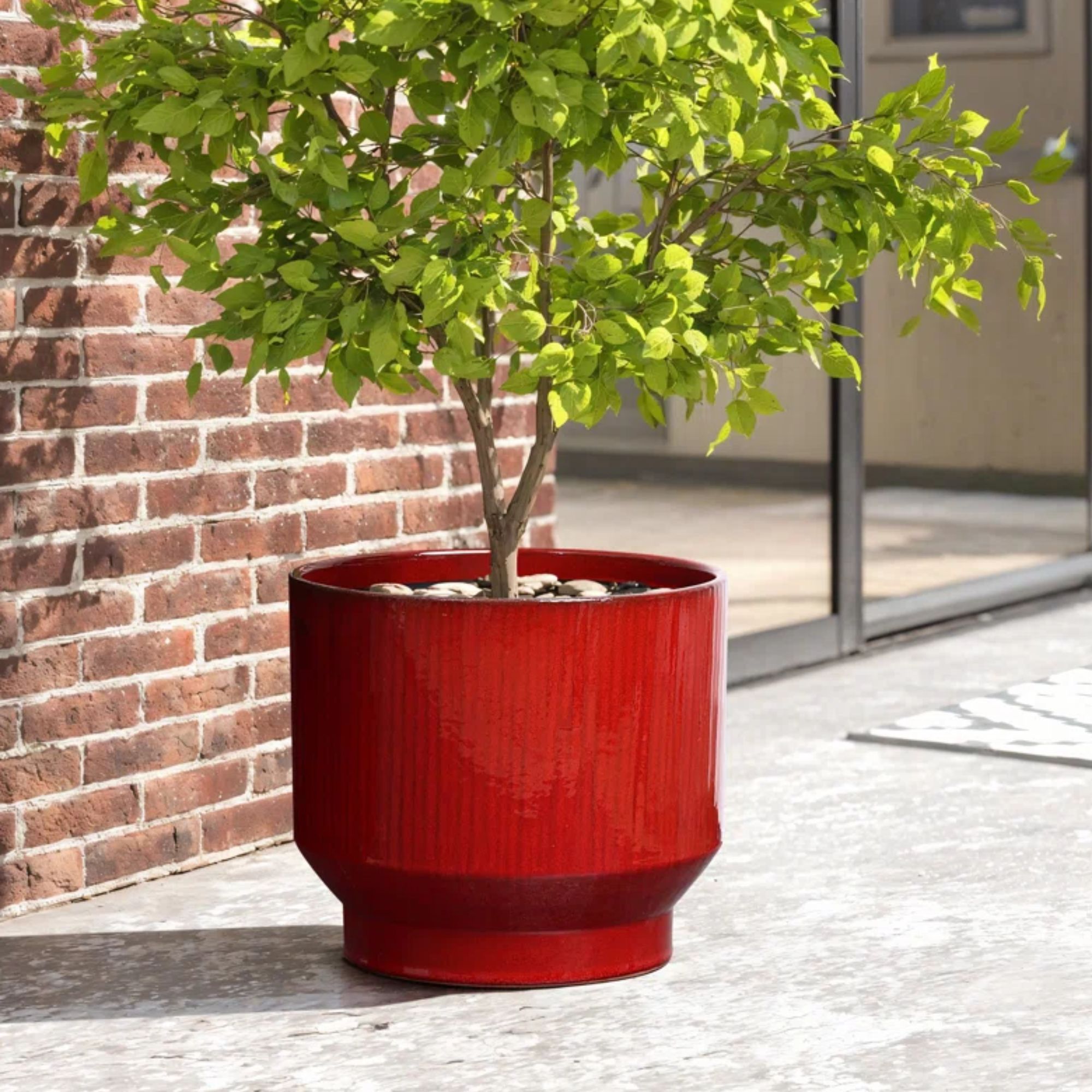 Red Wine Round Ceramic Plante