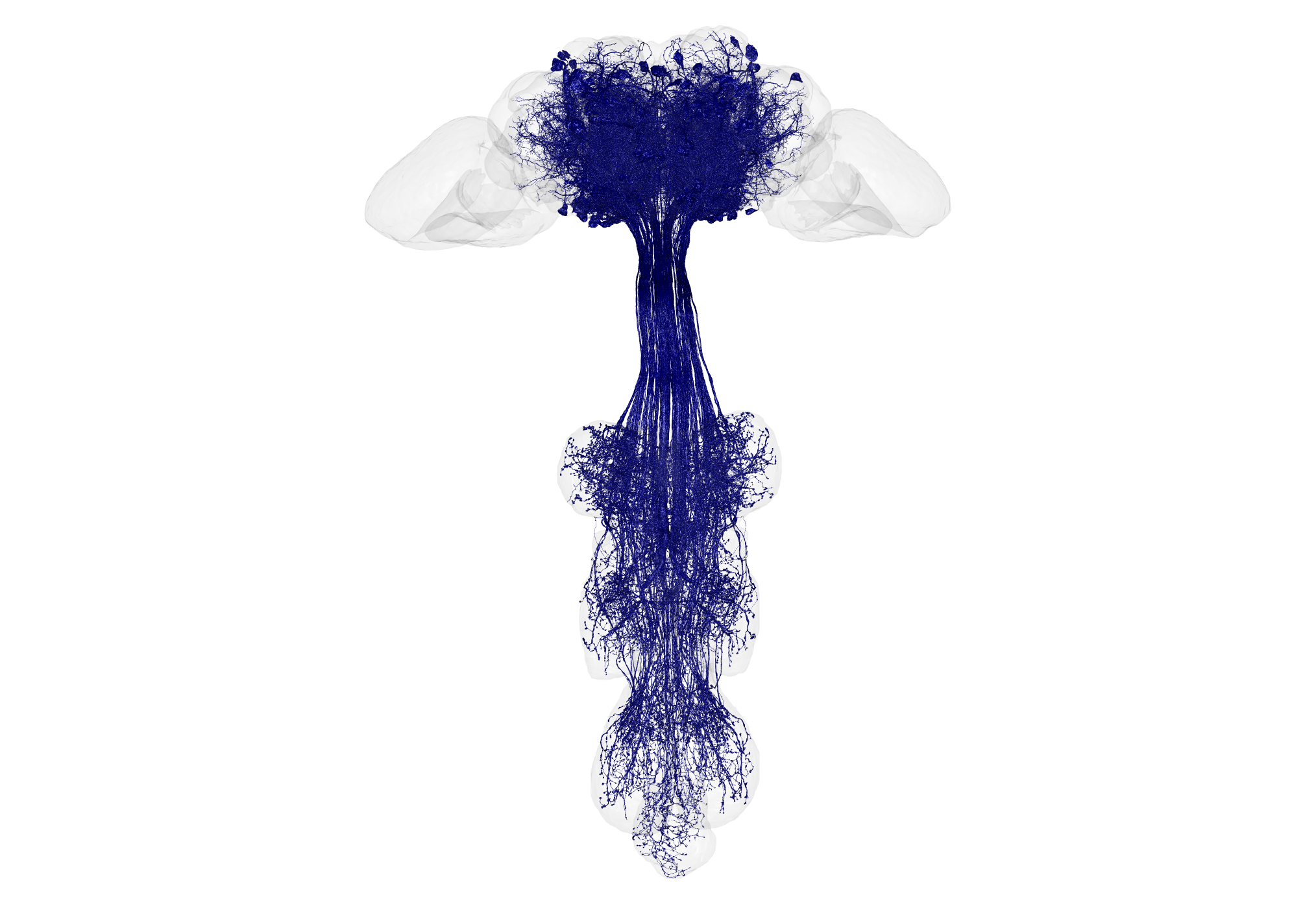 A series of nerve bundles in blue in a t-shape against a white background