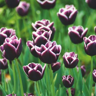 Deep purple burgundy and white tulip flowers