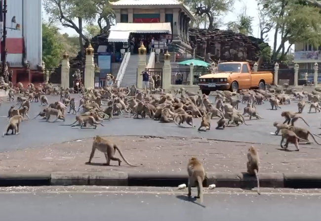 Starving monkey 'gangs' battle in Thailand as coronavirus keeps tourists away