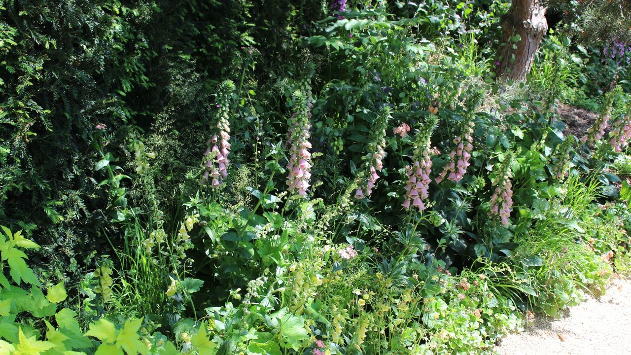 Foxgloves in cottage garden style border at RHS Chelsea Flower Show 2024