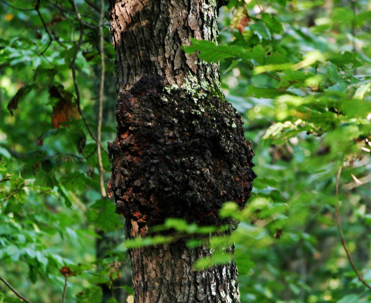 Abnormal Crown Gall On Cherry Tree