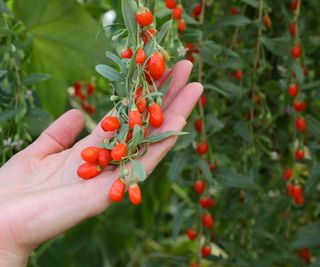 goji berries ripening on stems and nearing point of harvest