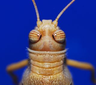 Locust close up