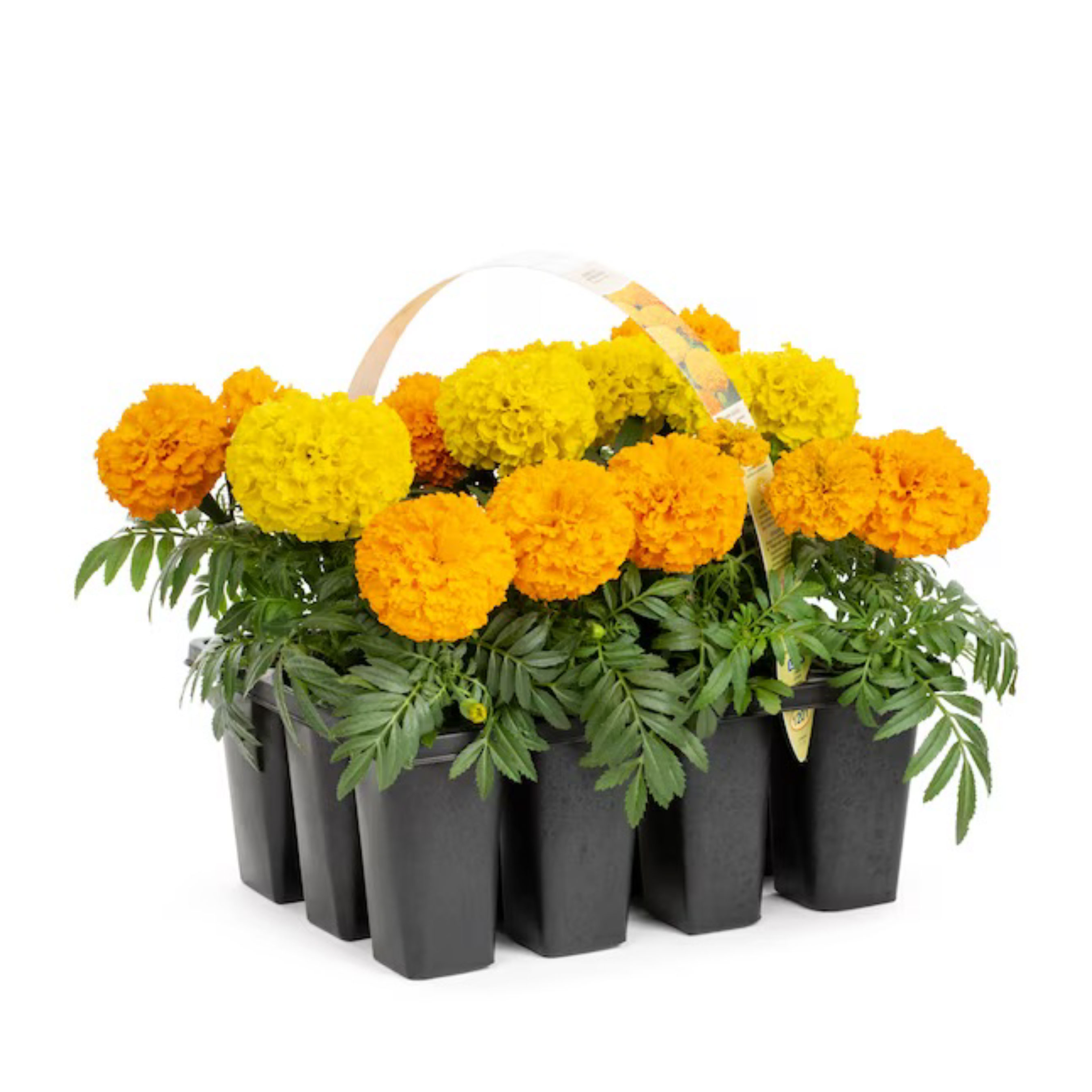Marigolds