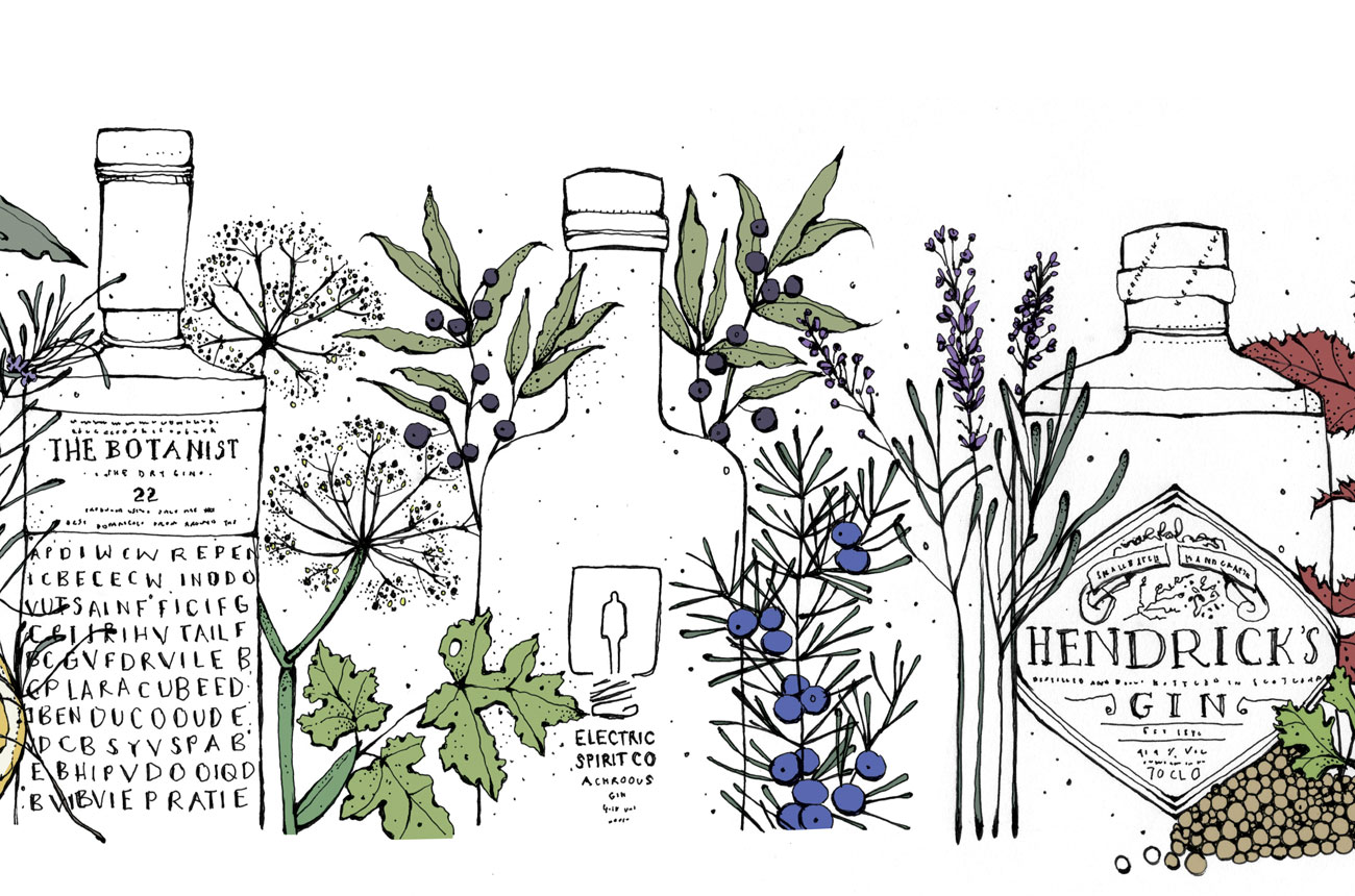 Gin illustration, gin botanicals