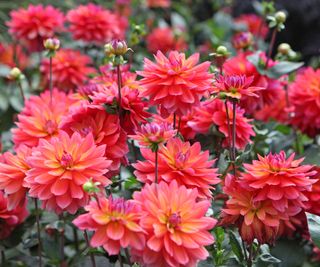 dahlia plants in full bloom