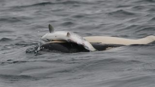 Orca swims close tot he ocean surface with a salmon balancing on its head.