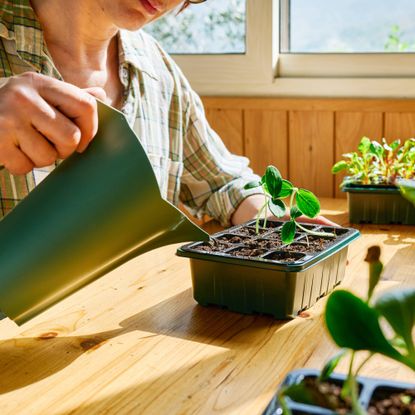 Woman waters tray of seedlings