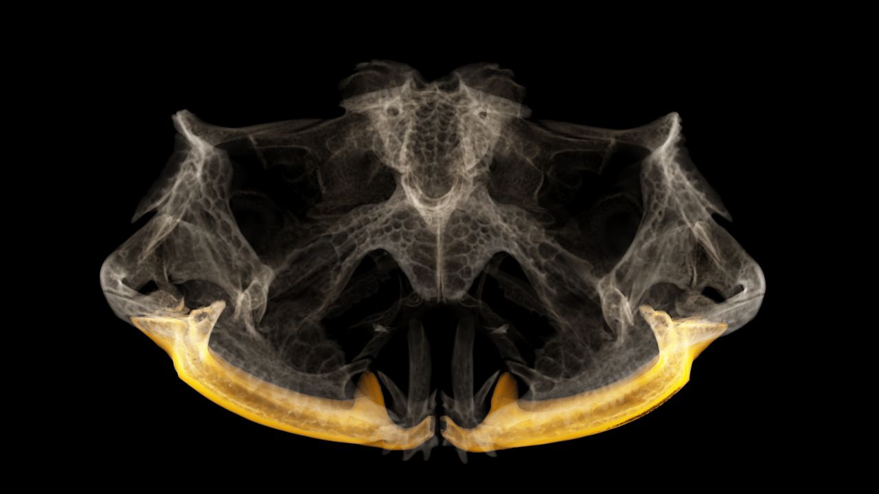 Pyxicephalus adspersus (African bullfrog, sub-Saharan Africa). Some of these voracious predators, including this African bullfrog, have a formidable bite due to large, bony fangs on the lower jaw (highlighted in orange).