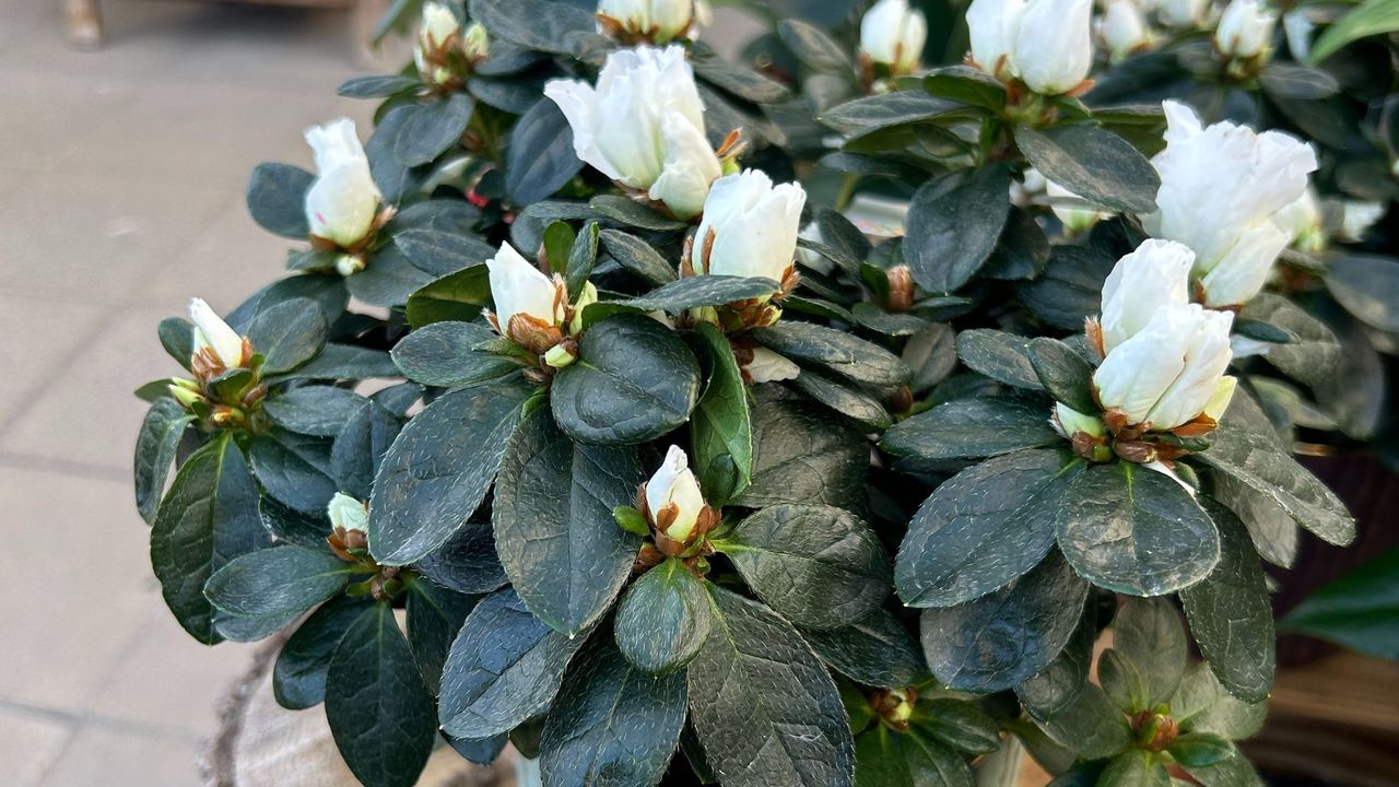 White flowering indoor azalea houseplant in pot