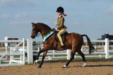 N.Eng_.-Pony-Show-08.07.1749055_106213062_202715521.jpeg