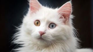 Cat breeds that like water: Turkish Van