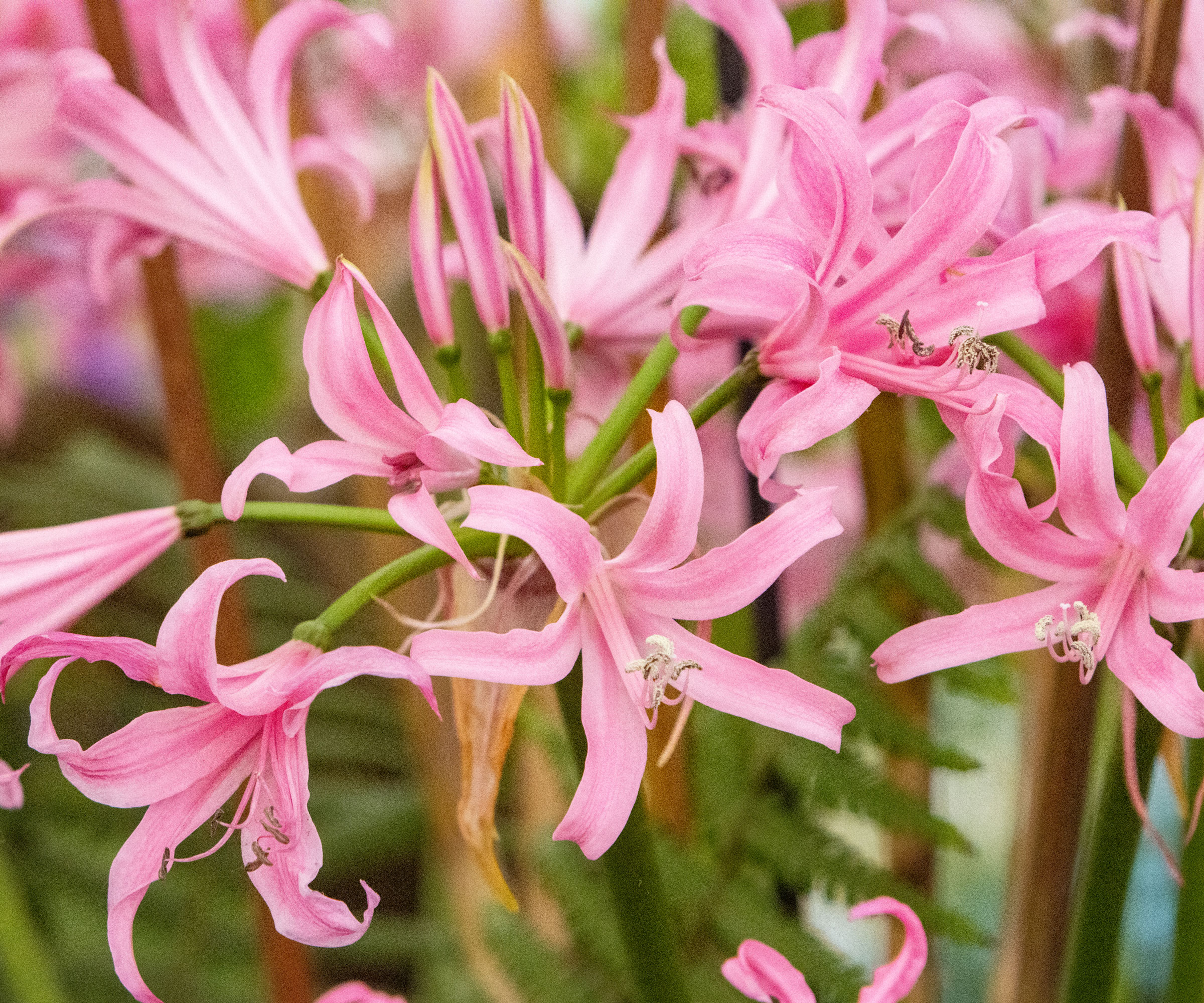 nerine bowdenii bulbs with pale pink flowers