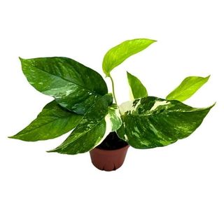 Epipremnum Albo Variegated Pothos, 4 Inch, Rare Albo Marginata Large Leaf Pothos Manjula