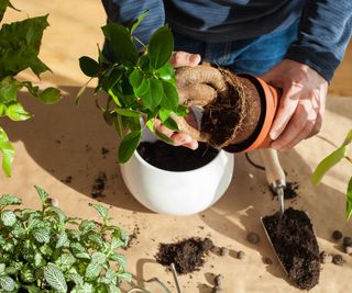 potting up ficus with mix including coconut coir