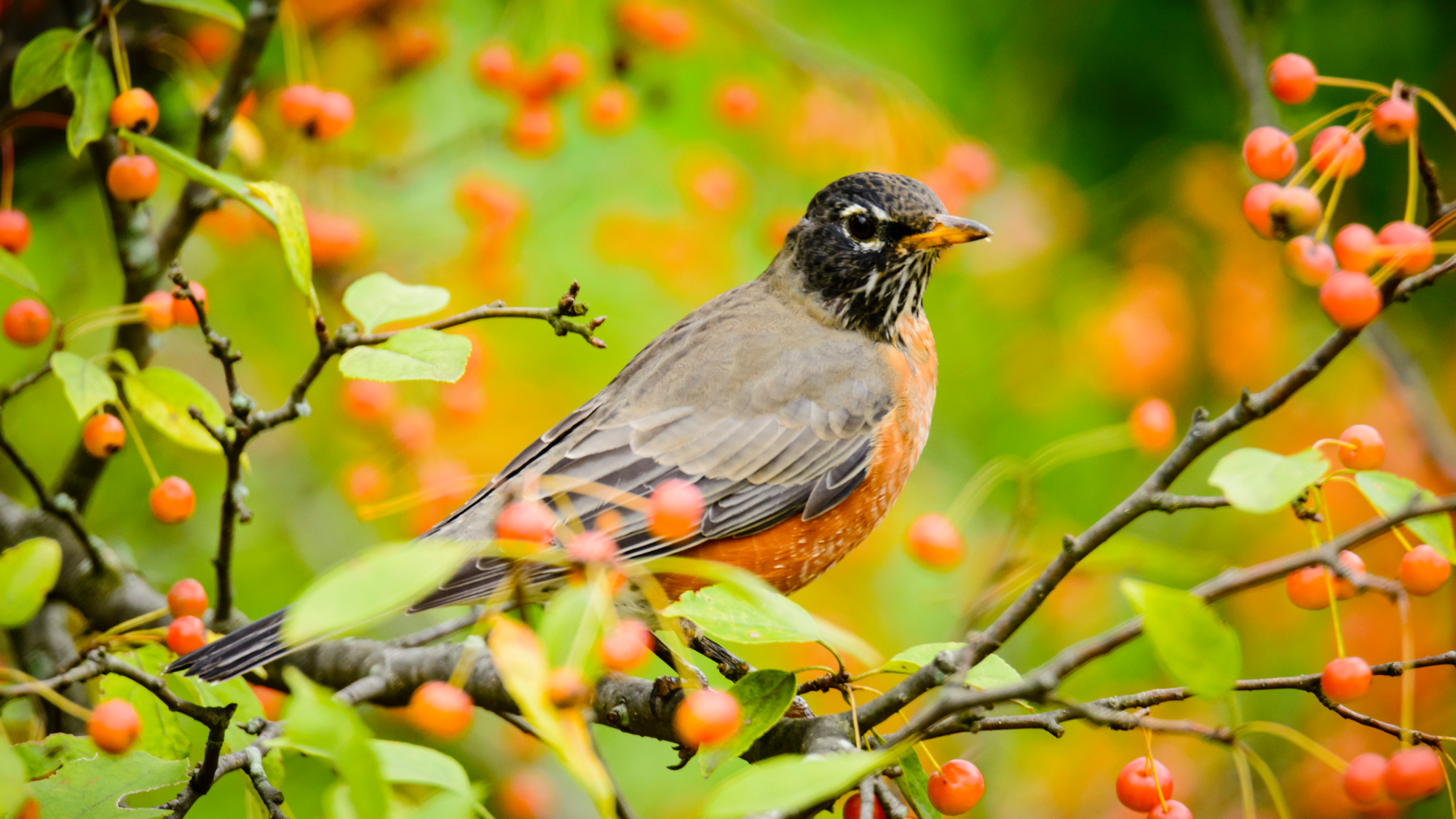 american robin on branch with berries