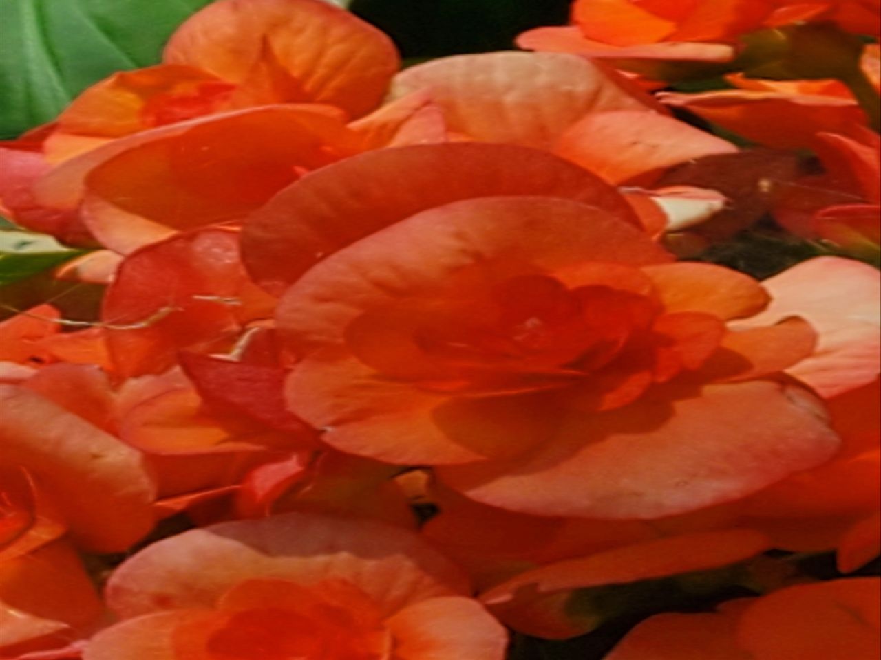 Samsung Galaxy Z Flip 5G camera samples