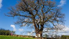 The Darwin Oak is under threat from a new road, which has prompted the Woodland Trust to call for greater legal protections for trees. Credit: Neil Rowley